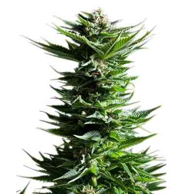 Shining Silver Haze > Royal Queen Seeds | Graines Féminisées  |  Sativa