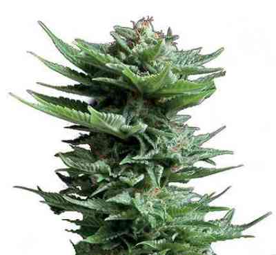 Shining Silver Haze > Royal Queen Seeds | Graines Féminisées  |  Sativa