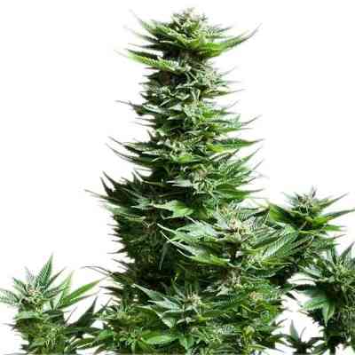 Shining Silver Haze > Royal Queen Seeds | Graines Féminisées  |  Sativa