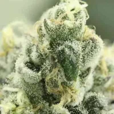 Shoreline > The Devil\'s Harvest Seed Company | Feminized Marijuana   |  Hybrid