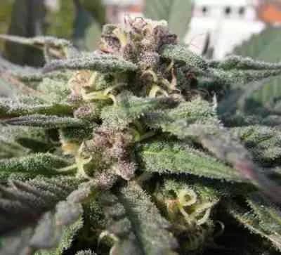 Shoreline > The Devil\'s Harvest Seed Company | Feminized Marijuana   |  Hybrid