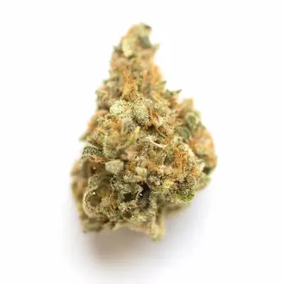 Sleepy Joe > Anesia Seeds | Feminized Marijuana   |  Indica