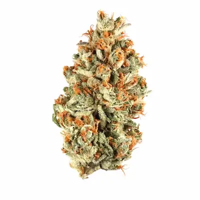 Auto Sleepy Joe > Anesia Seeds | Graines Autofloraison  |  Indica