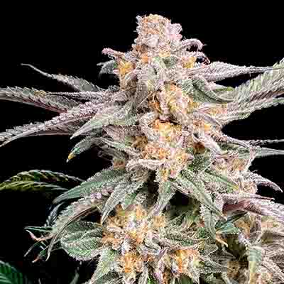 Snoops Applefrizzle > Elev8 Seeds | Feminized Marijuana   |  Hybrid