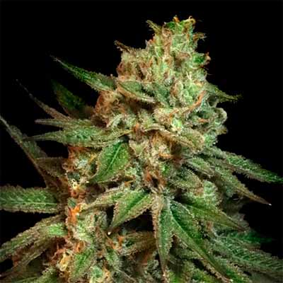 Snoops Applefrizzle > Elev8 Seeds | Feminized Marijuana   |  Hybrid