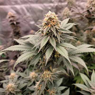 Snoops Applefrizzle > Elev8 Seeds | Feminisierte Hanfsamen  |  Hybrid