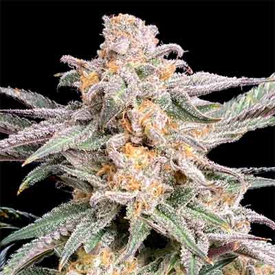 Snoop\'s Punch > Elev8 Seeds | Feminized Marijuana   |  Indica