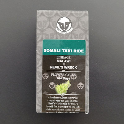 Somali Taxi Ride > Rare Dankness Seeds | Graines Normal  |  Sativa