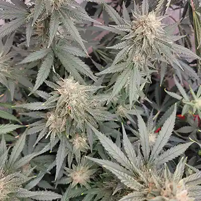 Sour Apple > Anesia Seeds | Feminized Marijuana   |  Indica