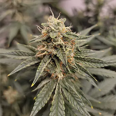 Sour Apple > Anesia Seeds | Feminisierte Hanfsamen  |  Indica