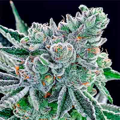 Sour Betty > Anesia Seeds | Feminized Marijuana   |  Sativa