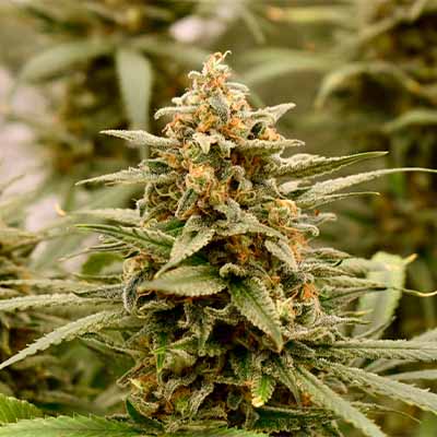 Sour Betty > Anesia Seeds | Semillas feminizadas  |  Sativa