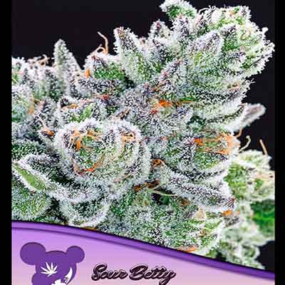 Sour Betty > Anesia Seeds | Feminized Marijuana   |  Sativa