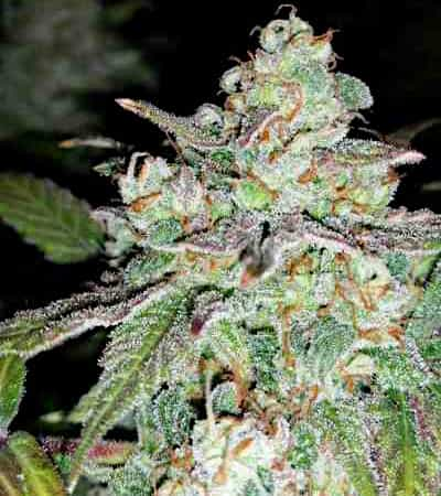 Sour Crack > Mephisto Genetics | Autoflowering Cannabis   |  Hybrid