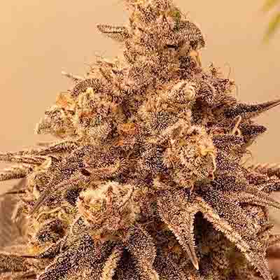 Sour Cuntz > Conscious Genetics | Feminisierte Hanfsamen  |  Hybrid