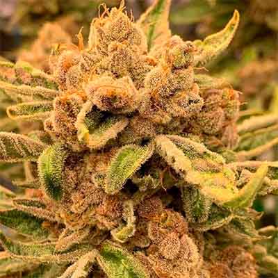 Sour Cuntz > Conscious Genetics | Feminisierte Hanfsamen  |  Hybrid