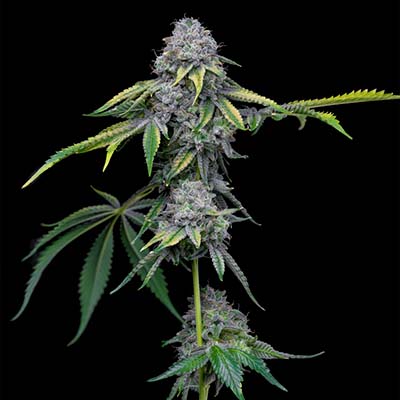 Sour Dubb X Hollywood > Cookies Seedbank | Graines Féminisées  |  Hybride