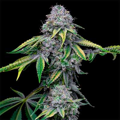 Sour Dubb X Hollywood > Cookies Seedbank | Feminized Marijuana   |  Hybrid