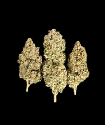 Sour Jealousy Auto > Fast Buds Company | Graines Autofloraison  |  Sativa