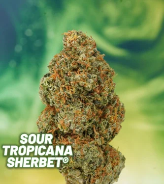 Sour Tropicana Sherbet > Dutch Passion | Feminized Marijuana   |  Hybrid