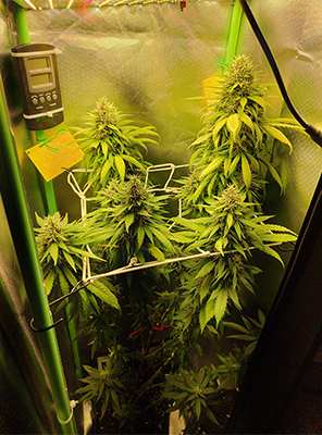 Special Queen 1 Auto > Royal Queen Seeds | Graines Autofloraison  |  Hybride