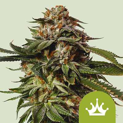 Special Queen 1 Auto > Royal Queen Seeds | Autoflowering Cannabis   |  Hybrid