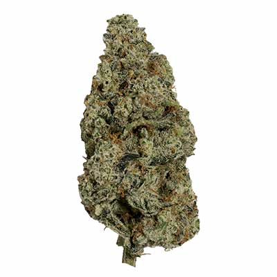 Starscream > Elev8 Seeds | Feminized Marijuana   |  Hybrid