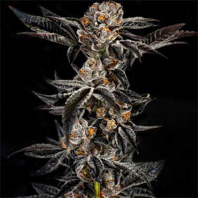 Starscream > Elev8 Seeds | Feminized Marijuana   |  Hybrid