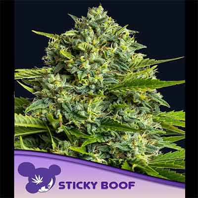 Sticky Boof > Anesia Seeds | Feminized Marijuana   |  Indica