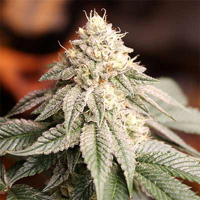 Sunset Bride > Humboldt Seed Organization | Feminized Marijuana   |  Hybrid