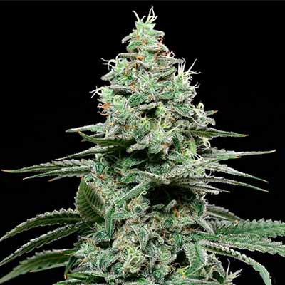 Sunset Pie > Cookies Seedbank | Semillas feminizadas  |  Híbrido