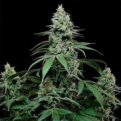 Sunset Pie > Cookies Seedbank | Semillas feminizadas  |  Híbrido