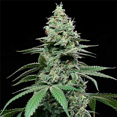 Sunset Pie > Cookies Seedbank | Semillas feminizadas  |  Híbrido