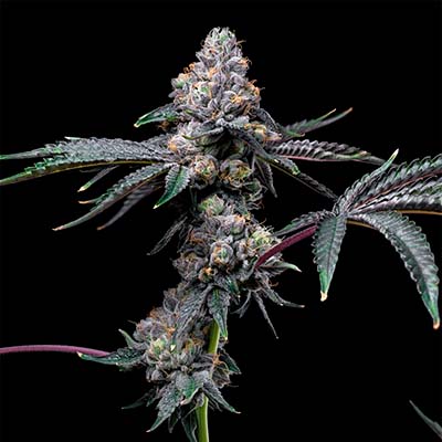 Sunset Sherb X Hollywood > Cookies Seedbank | Feminized Marijuana   |  Hybrid