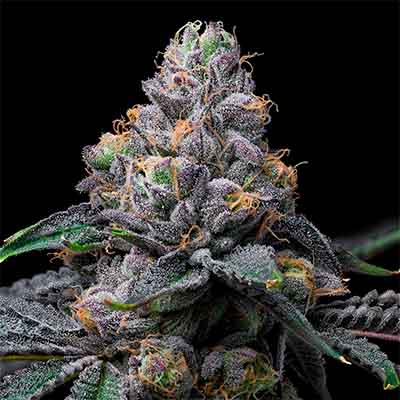 Sunset Sherb X Hollywood > Cookies Seedbank | Semillas feminizadas  |  Híbrido