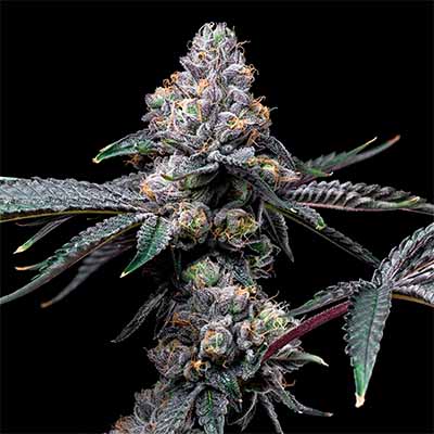 Sunset Sherb X Hollywood > Cookies Seedbank | Feminized Marijuana   |  Hybrid