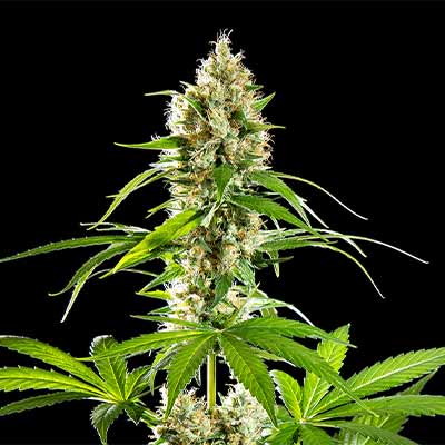 Sunset Sherbet > Kannabia Seeds | Feminized Marijuana   |  Hybrid