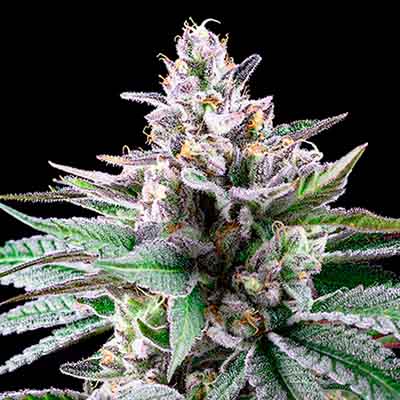 Sunsetz > Cookies Seedbank | Feminisierte Hanfsamen  |  Hybrid