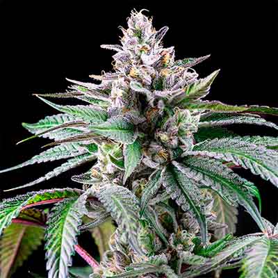 Sunsetz > Cookies Seedbank | Feminisierte Hanfsamen  |  Hybrid