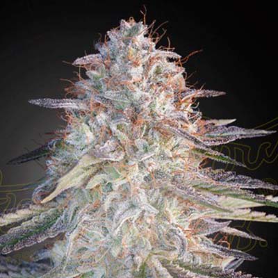 Super Lemon Haze x Pink Candy > Green House Seed Company | Semillas feminizadas  |  Híbrido