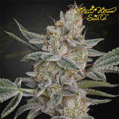 Super Lemon Haze x RS11 > Green House Seed Company | Feminized Marijuana   |  Hybrid