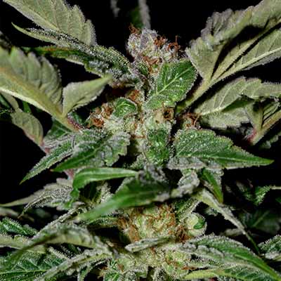 Sweet Berry Breeze > White Label Seeds | Feminized Marijuana   |  Indica