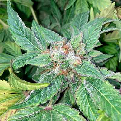 Sweet Berry Breeze > White Label Seeds | Feminized Marijuana   |  Indica