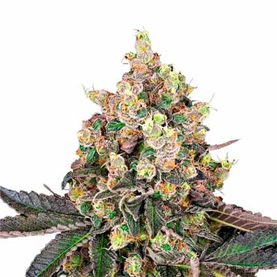 Sweet Berry Breeze > White Label Seeds | Feminized Marijuana   |  Indica