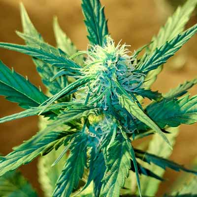 Sweet Tangerine Tango Automatic > White Label Seeds | Graines Autofloraison  |  Hybride