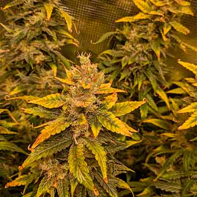 Sweet Tangerine Tango Automatic > White Label Seeds | Graines Autofloraison  |  Hybride