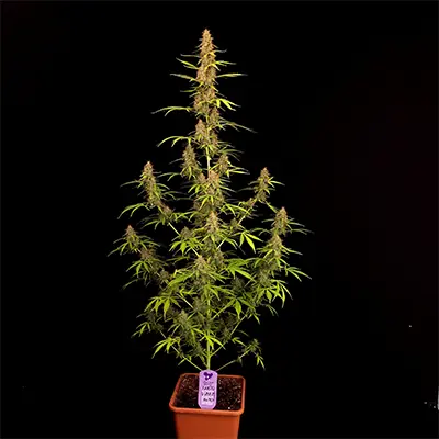 Tahiti Vibez Auto > Anesia Seeds | Graines Autofloraison  |  Hybride