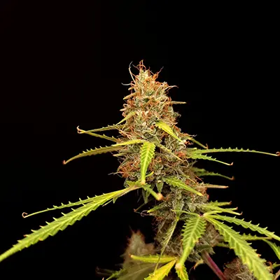 Tahiti Vibez Auto > Anesia Seeds | Autoflowering Cannabis   |  Hybrid