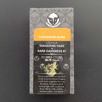 Tangerine Kush > Rare Dankness Seeds | Graines Normal  |  Indica