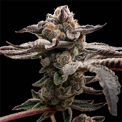 Tangie Candy > Elev8 Seeds | Feminisierte Hanfsamen  |  Hybrid